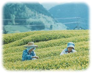 茶園風景