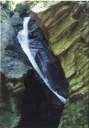 ホラ貝滝