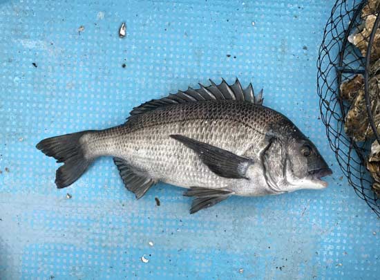 chinu48.jpg