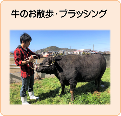 ブラッシング　牛のお散歩